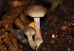 Armillaria hinnulea