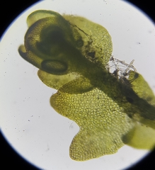 Gymnocolea inflata