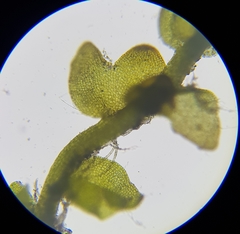 Gymnocolea inflata