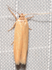 Holcocera immaculella