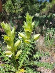 Acanthus hirsutus