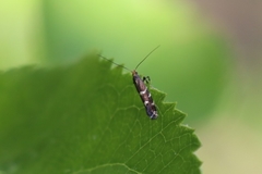Callisto denticulella