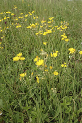 Pilosella densiflora