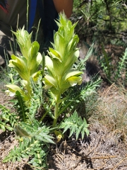 Acanthus hirsutus