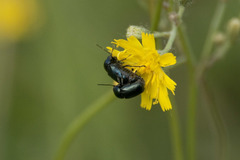 Cryptocephalus violaceus
