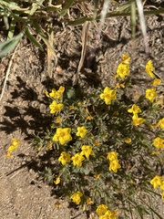 Leptosiphon chrysanthus