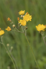 Pilosella densiflora