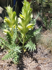 Acanthus hirsutus
