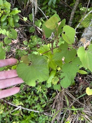 Vitis shuttleworthii