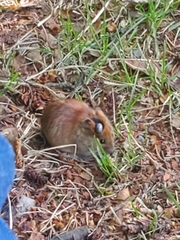Clethrionomys rutilus