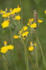 Pilosella densiflora