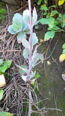 Kalanchoe fedtschenkoi