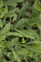 Pilosella densiflora