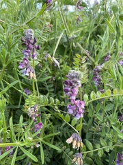 Vicia sepium