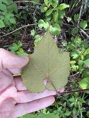 Vitis shuttleworthii