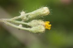 Pilosella densiflora