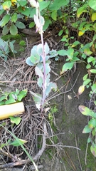 Kalanchoe fedtschenkoi