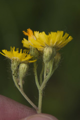 Pilosella densiflora