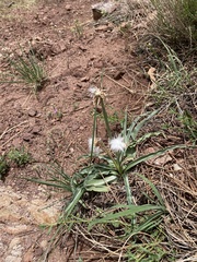 Nothocalais cuspidata