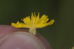 Pilosella densiflora