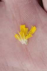 Pilosella densiflora