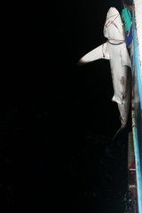 Carcharhinus falciformis