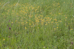 Pilosella densiflora