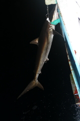 Carcharhinus falciformis