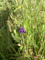 Dichelostemma congestum