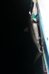 Carcharhinus falciformis