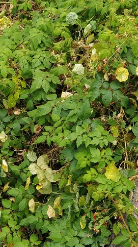 Cardiospermum grandiflorum image