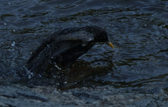 Sturnus vulgaris