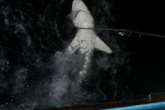 Carcharhinus falciformis