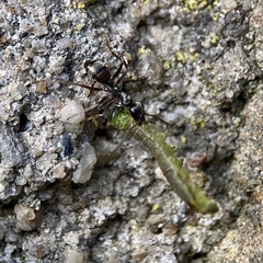 Formica fusca