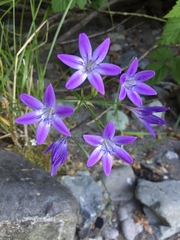 Triteleia
