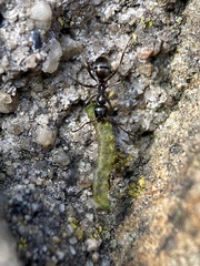 Formica fusca