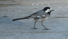 Motacilla alba