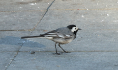 Motacilla alba