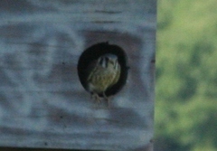 Falco sparverius sparverius