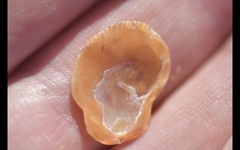 Crassadoma