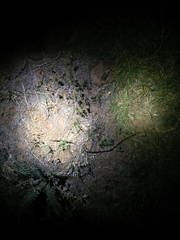 Bogertophis subocularis