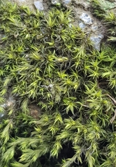 Racomitrium fasciculare