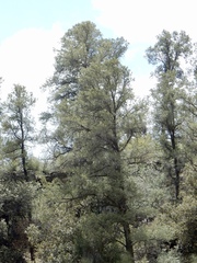 Pinus monophylla