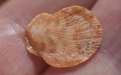 Crassadoma