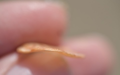 Crassadoma