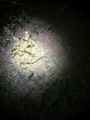 Bogertophis subocularis