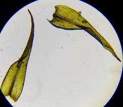 Racomitrium fasciculare