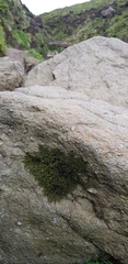 Racomitrium fasciculare