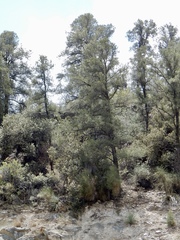 Pinus monophylla