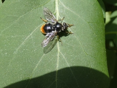 Blera fallax